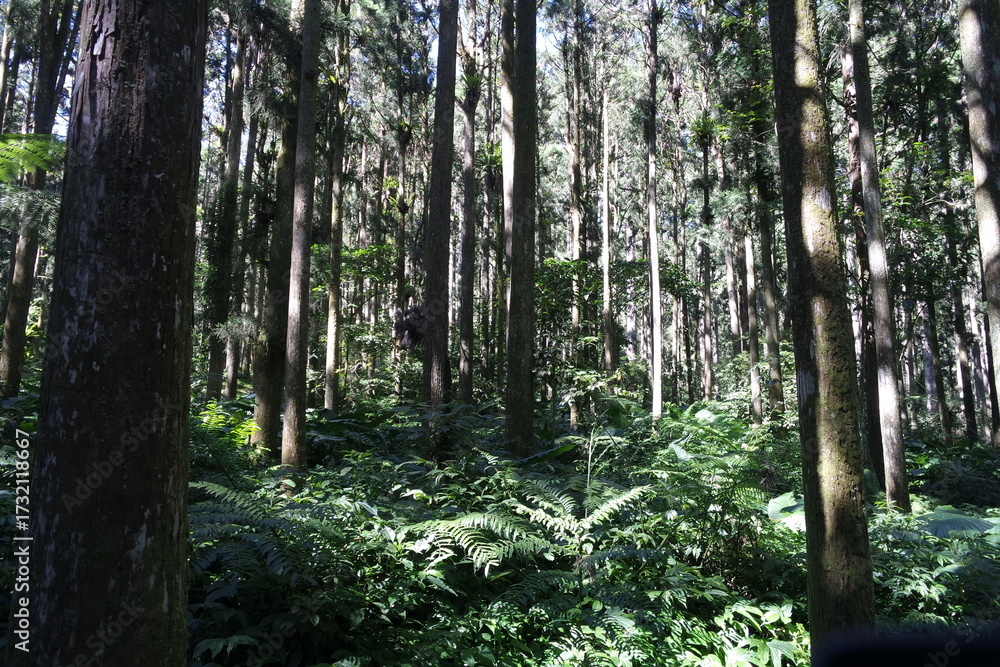 Obraz premium tree in the forest