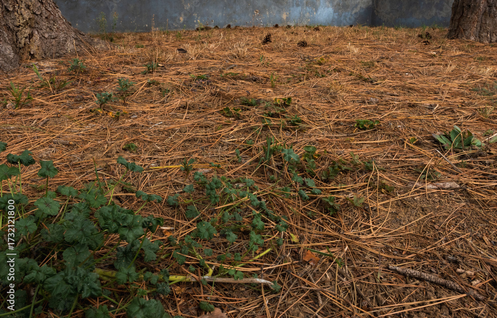Fototapeta premium Fallen pine needles in a yard. Pine straw in a yard. Pine needle litter. Autumn season