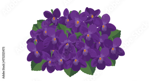 Grouping of many bright purple violet flowers with green leaves