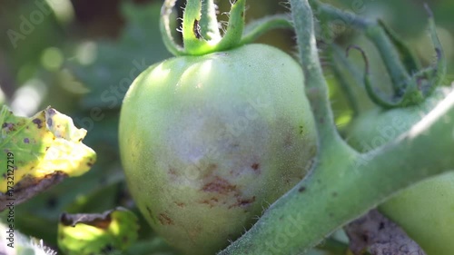 Farmer collecting ripe tomatoes in farm, seasonal vegetables