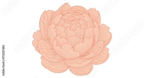 Detailed light-coral peony illustration with intricate line work on white