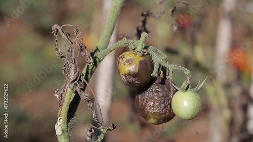 Farmer collecting ripe tomatoes in farm, seasonal vegetables