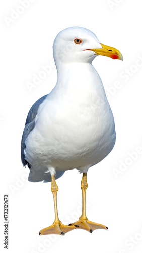 Wallpaper Mural Seagull, standing, profile view, white, grey, yellow beak, red mouth Torontodigital.ca