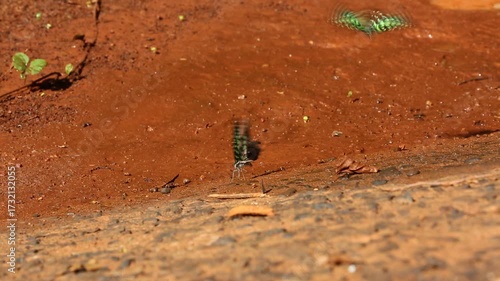 A group of butterflies on the ground and flying. Butterflies drinking water freely in nature