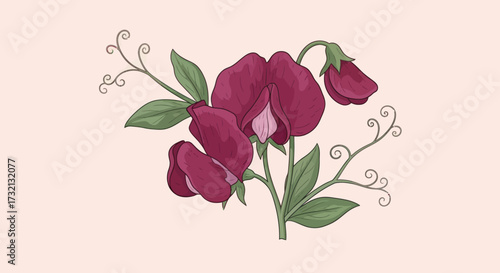 Stylized drawing three dark pink sweet pea blossoms