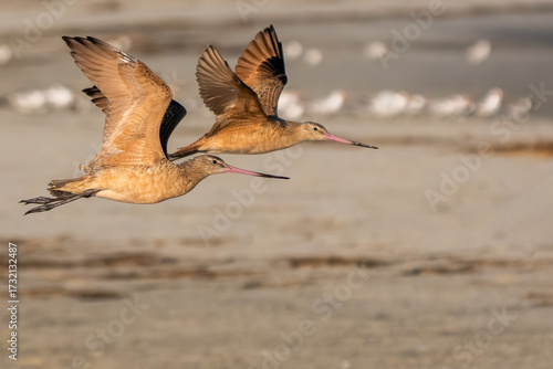 Marbled godwits flying over a beach