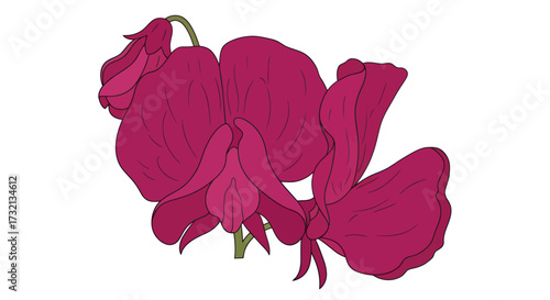 Deep pink Sweet Pea flower illustration on a white background