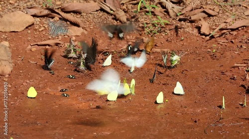 A group of butterflies on the ground and flying. Butterflies drinking water freely in nature