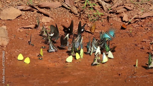 Iridescent blue and green butterflies gather on rocky dirt amidst shadowy woodland textures, showcasing vibrant color and delicate beauty within this tranquil natural setting.