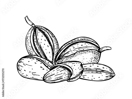 Monochrome vector composition of almonds in various stages, green hull, hard shell, and edible kernel. Almond in nutshell for health food packaging, culinary blogs, agricultural design