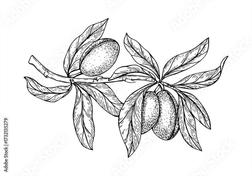 Almond pods and leaves on branch monochrome hand drawn vector isolated illustration. Almond tree or prunus dulcis vintage etching drawing for organic food packaging, wellness blogs, decorative prints