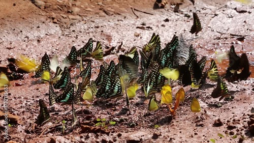 Iridescent blue and green butterflies gather on rocky dirt amidst shadowy woodland textures, showcasing vibrant color and delicate beauty within this tranquil natural setting.