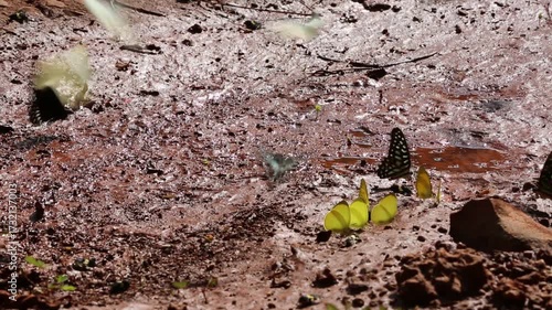 Iridescent blue and green butterflies gather on rocky dirt amidst shadowy woodland textures, showcasing vibrant color and delicate beauty within this tranquil natural setting.