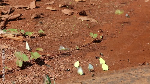 Iridescent blue and green butterflies gather on rocky dirt amidst shadowy woodland textures, showcasing vibrant color and delicate beauty within this tranquil natural setting.