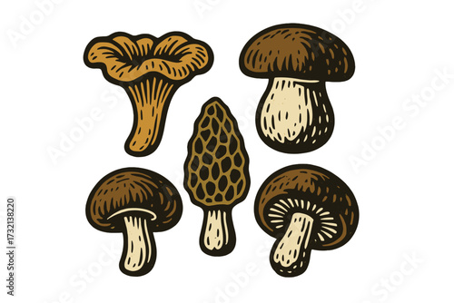 Assortment of edible wild mushrooms featuring chanterelle, morel, porcini, and shiitake varieties