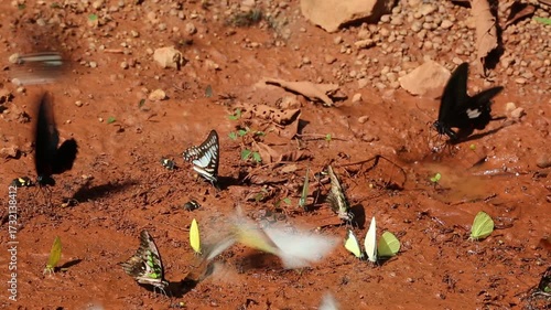 Iridescent blue and green butterflies gather on rocky dirt amidst shadowy woodland textures, showcasing vibrant color and delicate beauty within this tranquil natural setting.