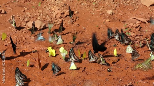 Iridescent blue and green butterflies gather on rocky dirt amidst shadowy woodland textures, showcasing vibrant color and delicate beauty within this tranquil natural setting.