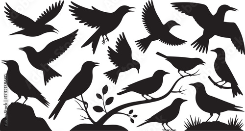 Collection of black bird silhouettes in various poses on white background flying