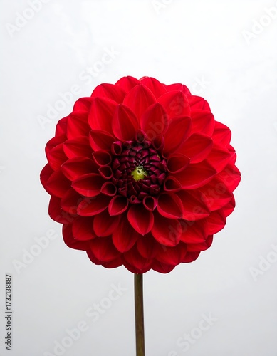 Wallpaper Mural Close-up of a vibrant red dahlia (1) Torontodigital.ca