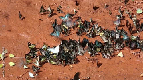 Iridescent blue and green butterflies gather on rocky dirt amidst shadowy woodland textures, showcasing vibrant color and delicate beauty within this tranquil natural setting.
