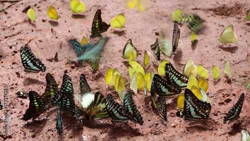 Iridescent blue and green butterflies gather on rocky dirt amidst shadowy woodland textures, showcasing vibrant color and delicate beauty within this tranquil natural setting.