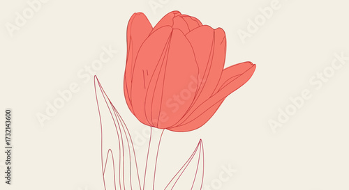 Drawn, coral tulip on ivory