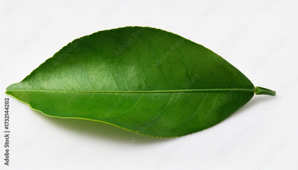 Obraz premium Green From The Leaves Of A Lemon On A White Background