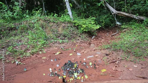 Iridescent blue and green butterflies gather on rocky dirt amidst shadowy woodland textures, showcasing vibrant color and delicate beauty within this tranquil natural setting.