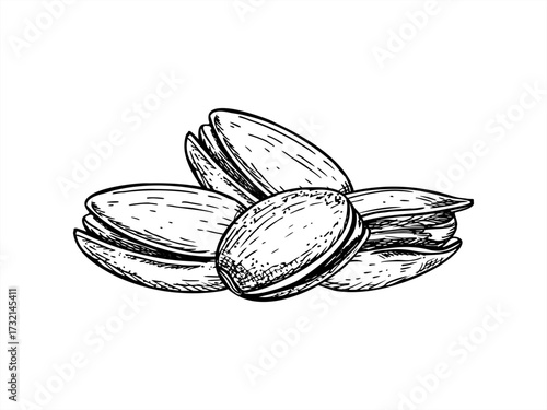 Monochrome pistachio nut heap in shells vector illustration painted by black inks. Etching drawing of dried nuts composition for healthy food packaging, culinary blogs, nutrition guides