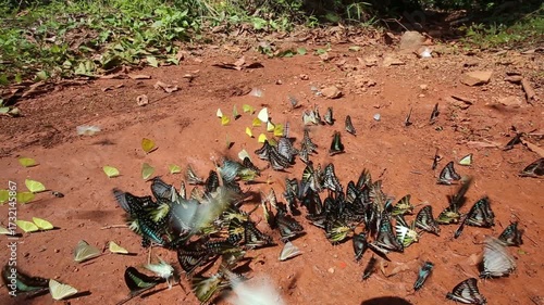 Iridescent blue and green butterflies gather on rocky dirt amidst shadowy woodland textures, showcasing vibrant color and delicate beauty within this tranquil natural setting.