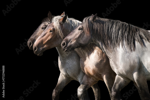 Brabanson draft horses portrait on black