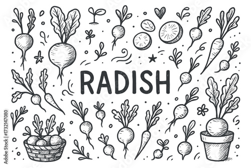 Hand-drawn radish illustrations: sketches of fresh radishes and leaves