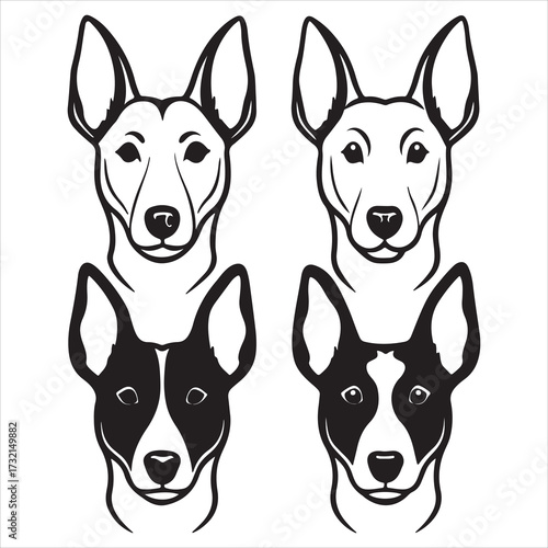 An Ancient Breed African Basenji Hound, the Wrinkled Barkless Yodeling Dog with a Distinctive Curled Tail and Catlike Grooming Habits