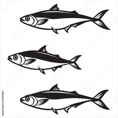 A Sleek Pelagic Mackerel Fish, an Oily Fish Scomber Species with Distinct Flavor, Prized as a Striped Fatty Fish Rich in Omega3