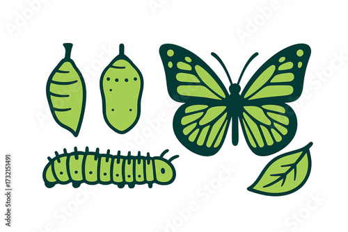 Butterfly life cycle stages: caterpillar, chrysalis, and adult insect with a green leaf on white background