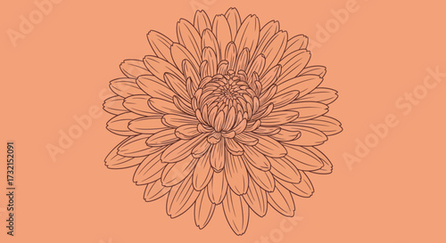 Detailed line drawing of flower blossom on a peach background