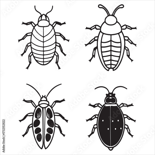 A Hard Sessile Scale Insect Pest, a Coccoidea Sapsucking Insect with Wax Yarmor, Responsible for Honeydew Secretion and Sooty Mold Infestation
