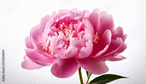 Pink Peony On A White Background Generated Ai