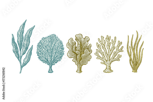 Botanical collection of diverse underwater plants, seaweeds, and marine coral species in a vintage engraving style