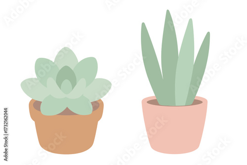 Decorative potted succulent and aloe vera plants with green leaves in minimalist style terracotta and pink pots