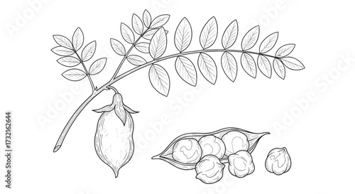 A detailed botanical illustration of a chickpea plant branch with leaves and a pod, alongside a separate view of shelled chickpeas.