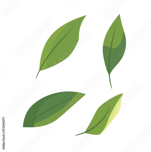 Japanese green tea leaves. Flat vector clipart illustration with isolated background.