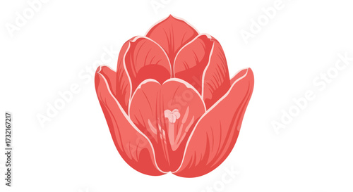 Red, closed tulip with white edging
