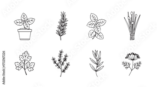 Collection of hand-drawn botanical illustrations delicate herbs and plants for culinary and decorative use vector