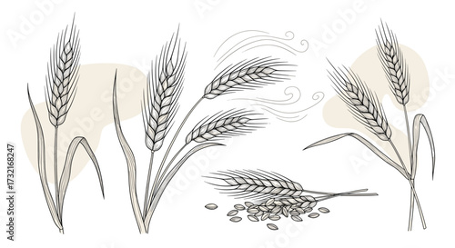 Abstract botanical illustration of wheat stalks and seeds with subtle background shapes.
