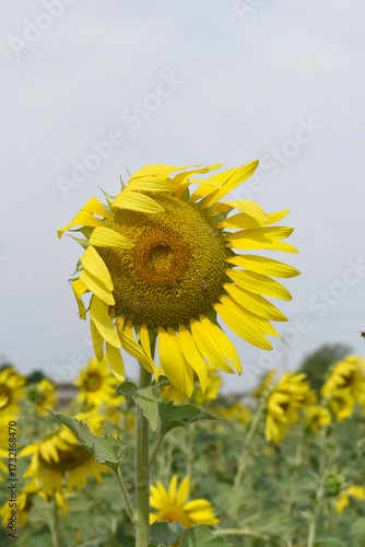Closeup of a sunflower growing in a field of sunflowers during a nice sunny summer day, Sunflower natural background. flower blooming, Beautiful field of blooming sunflowers, Chakwal, Punjab, Pakistan