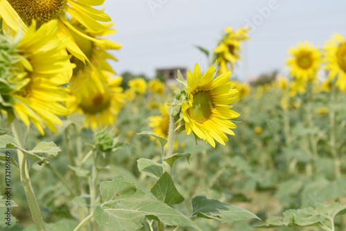 Closeup of a sunflower growing in a field of sunflowers during a nice sunny summer day, Sunflower natural background. flower blooming, Beautiful field of blooming sunflowers, Chakwal, Punjab, Pakistan