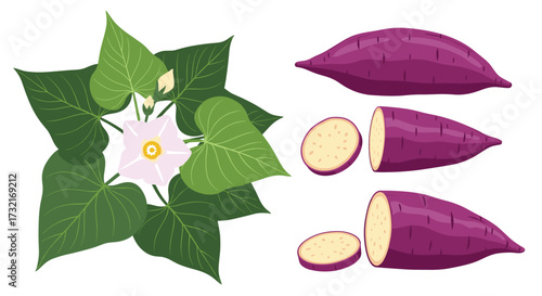 Sweet potato vine leaves flower and tubers illustration with sliced sections.