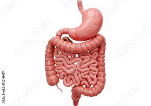 Human digestive system isolated PNG, stomach, large and small intestine anatomy for medical and educational use on transparent background