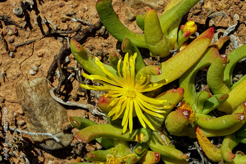 Succulent believed to be Glottiphyllum salmii with wedge shaped leaves and yellow flower in the Little Karoo, near Oudtshoorn, Western Cape